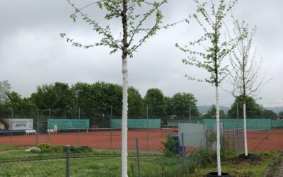 Tennisanlage – im neuen Glanz